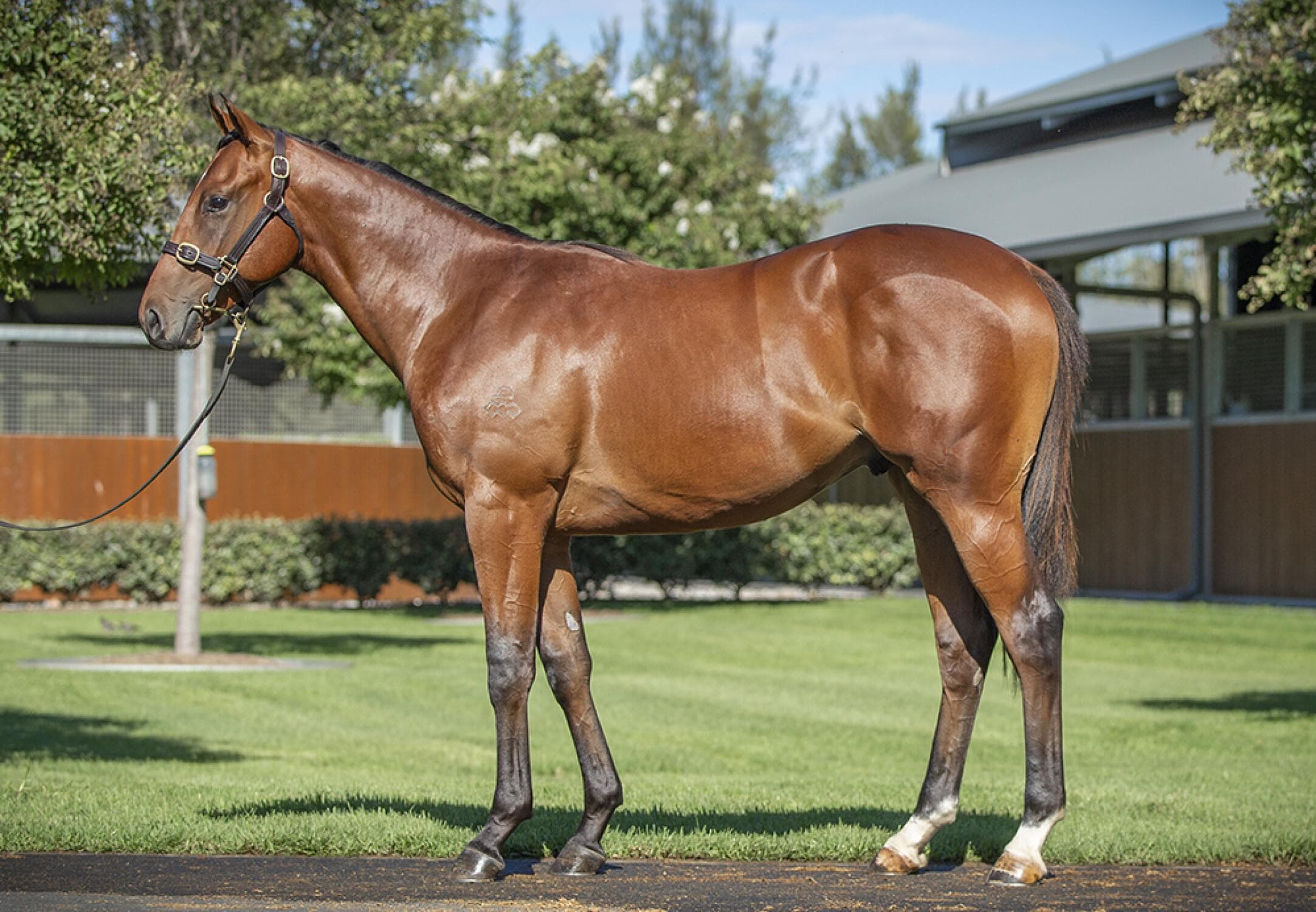 Snitzel/Clearly